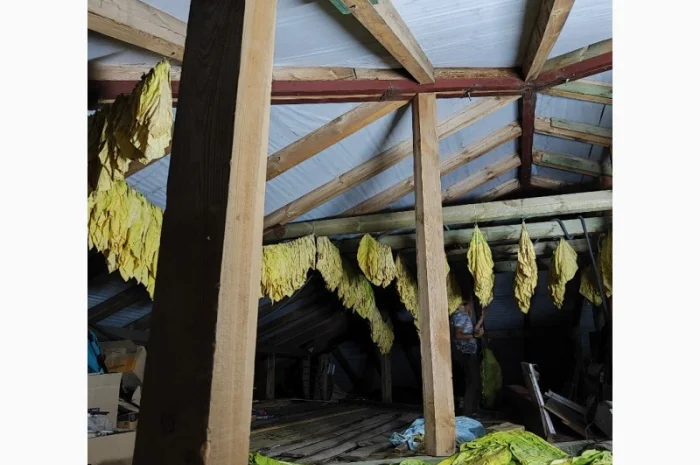 Маємо чітку сировину -тютюновий лист- фото № 1