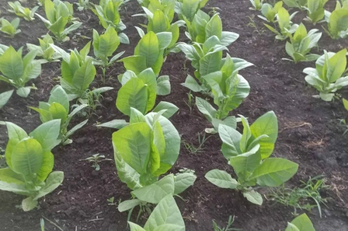 Продаж тютюнового листа- фото № 1