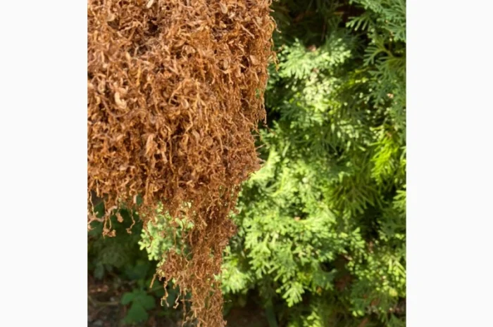 Качественный Імпортний табак ! Без пыли и мусора- фото № 11