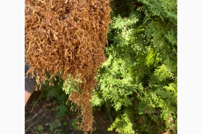 Якісний Імпортний табак! Без пилу і сміття- фото № 12