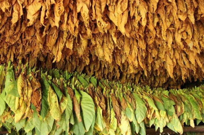 Продам импортный табак Болгария и Турция, лёгкий и средний- фото № 1