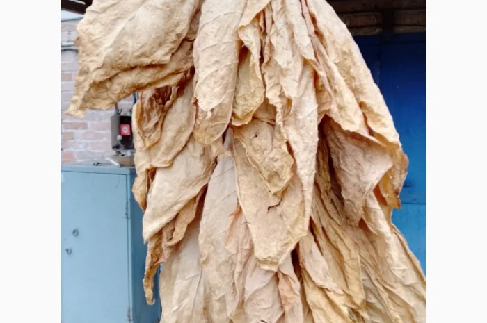 Продам табачний лист сорт Вірджинія, Берли- фото № 1