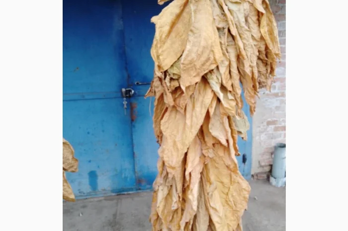 Продам табачний лист сорт Вірджинія, Берли- фото № 2