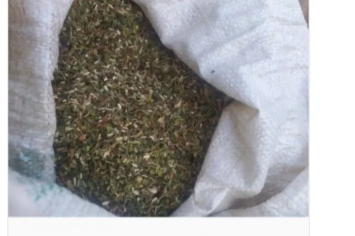 Продам самосад (махорка) для трубки- фото № 1