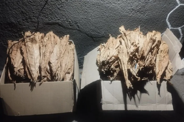 Маю в наявності тютюн для трубки  та насіння- фото № 2