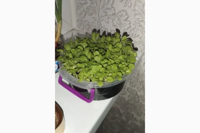 Насіння тютюну- фото № 3