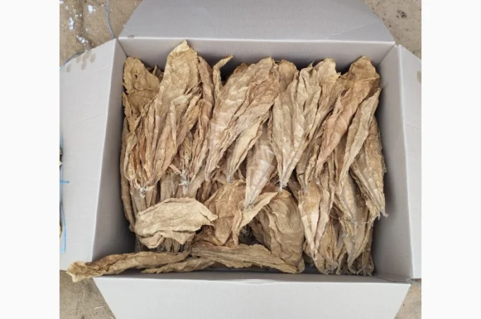 Продам насіння тютюну сорт Берлей46 для трубки- фото № 1