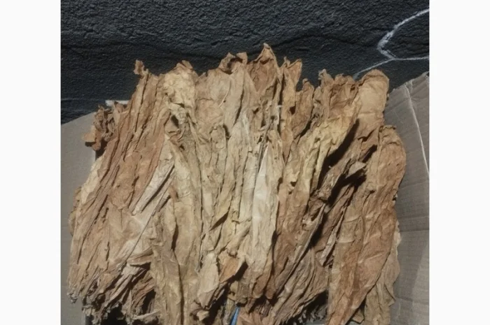 Продам насіння тютюну сорт Берлей46 для трубки- фото № 2