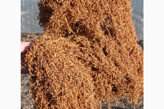 Продам тютюн Берлі середній для трубки- фото № 3