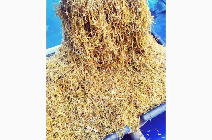 ИМПОРТНЫЕ ТАБАКИ для самокруток,  Оптом и Розницу Winston / Marlboro Camel / Virginia Gold- фото № 7