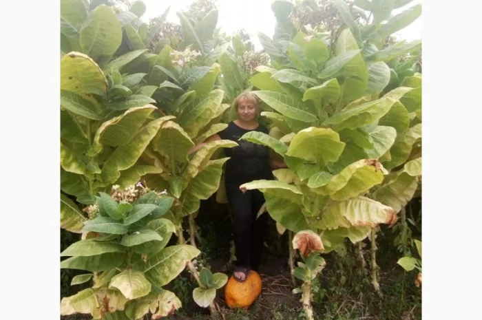 Продам лист тютюну для самокруток- фото № 1