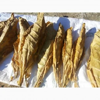 Продам лист тютюну для самокруток- фото № 3