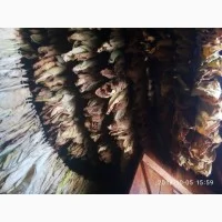 Продам лист тютюну для самокруток- фото № 6