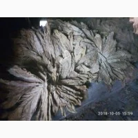 Продам лист тютюну для самокруток- фото № 7