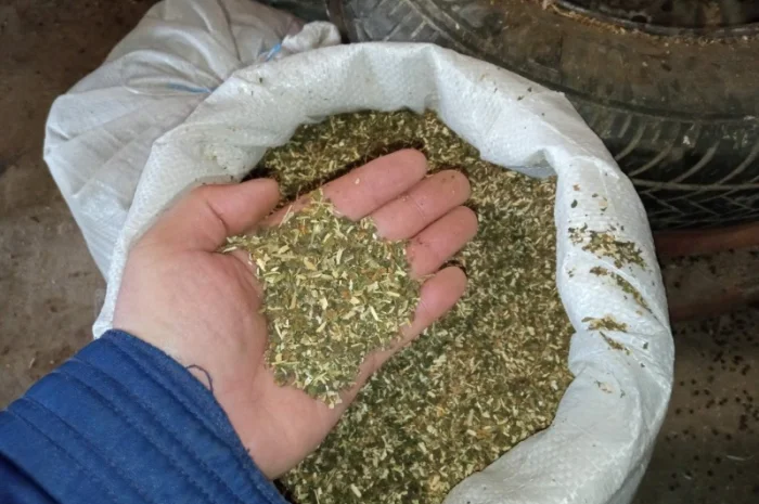 Самосад зелененький не смирдючий і табачки домашні лапшою- фото № 1