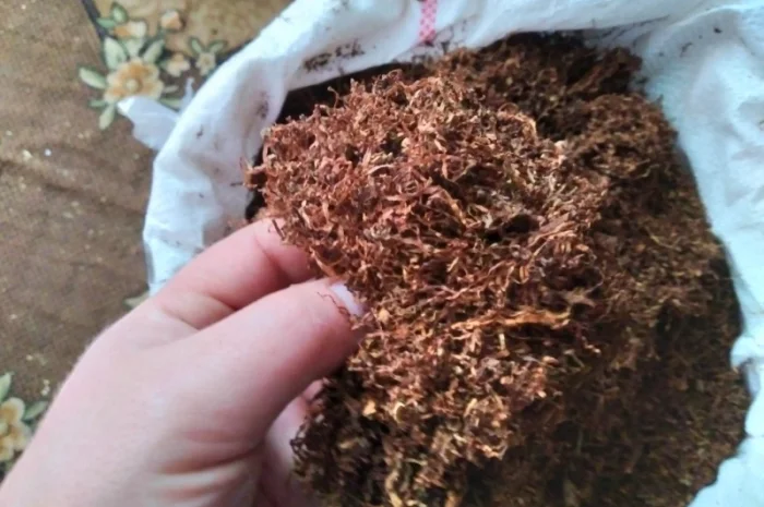 Тютюн сільський підійде під смагу з жовтим салом і баба вже ТВОЯ- фото № 3