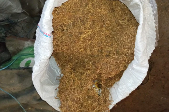 Домашні і сорти махорка дюбек берлі вірджінія сухенькі, для сигарет 1 кг- фото № 3