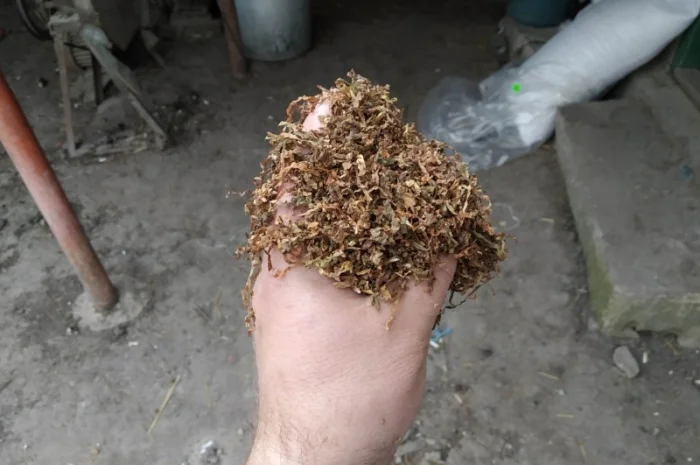 Вірджінія Дюбек самосад свій сухенький не прілий, для сигарет 1  кілограм- фото № 2