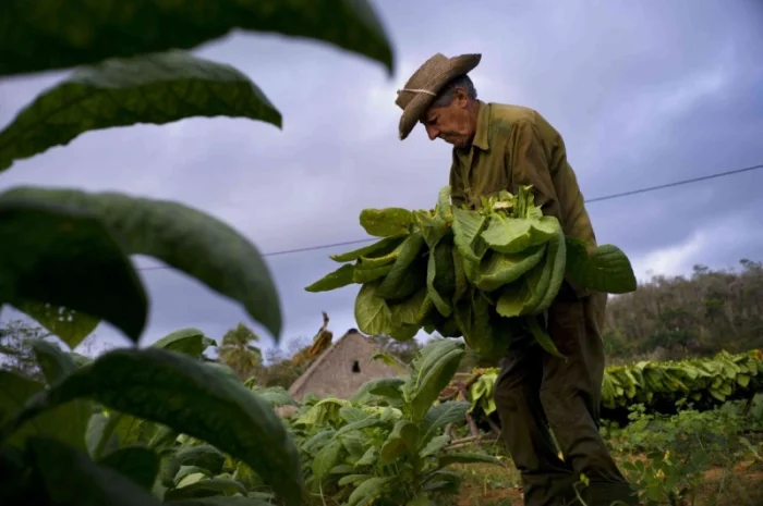 Вірджінія Дюбек самосад свій сухенький не прілий, для сигарет 1  кілограм- фото № 3