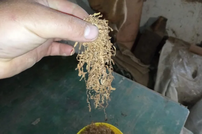 Тютюн табак табачок тютюнець куриво- фото № 1