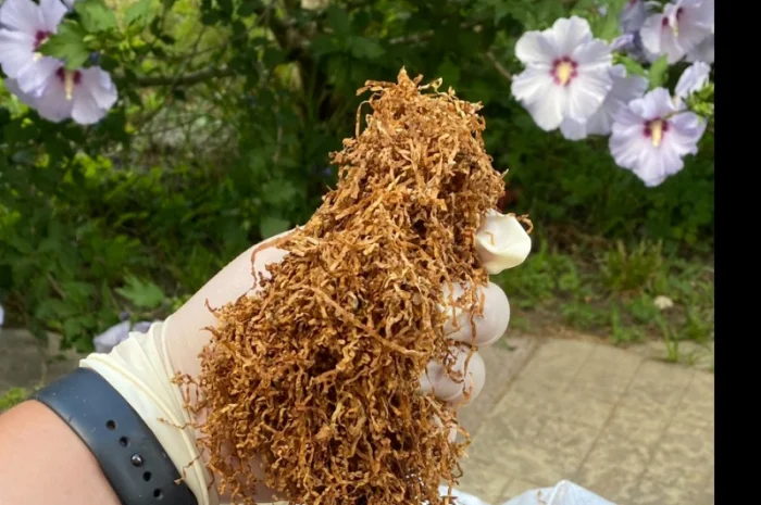 Шановні покупці, тільки першосортний тютюн для сигарет 1 кілограм- фото № 5