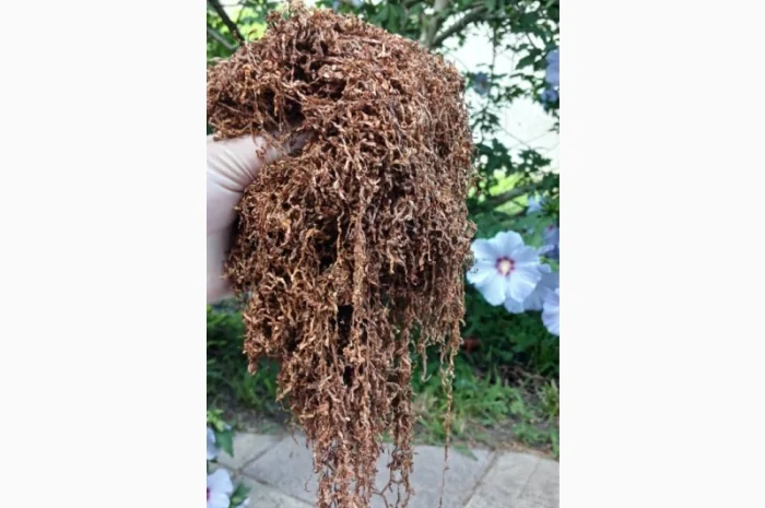 Шановні покупці, тільки першосортний тютюн для сигарет 1 кілограм- фото № 2