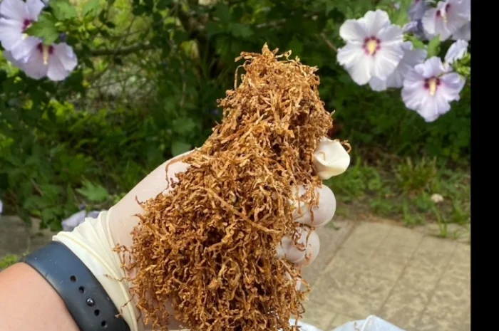 Преміум тютюн для куріння за доступними цінами- фото № 14