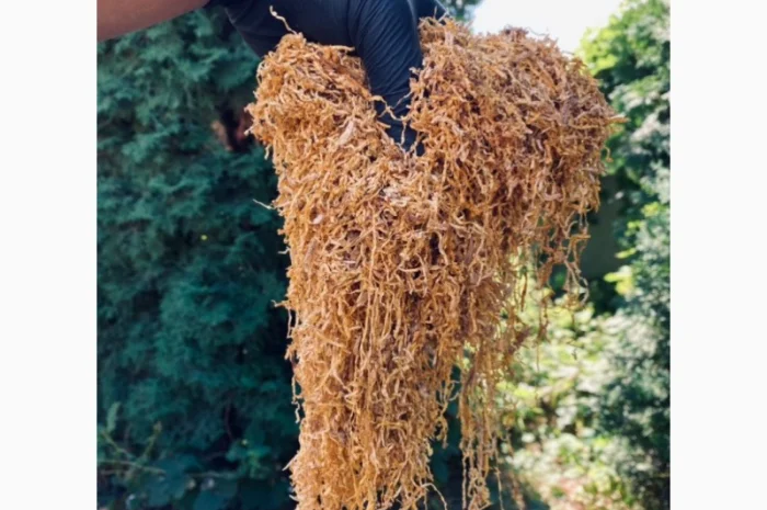 Шукаєте хороший тютюн? Значить вам сюди!!! ШИКАРНИЙ асортимент - адекватна ціна. АКЦІЯ- фото № 3