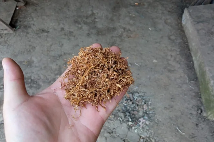 Тютюн для трубки  ВІРДЖІНІЯ, БЕРЛІ домашні табаки порізка 0.3-.0.4 мм- фото № 1