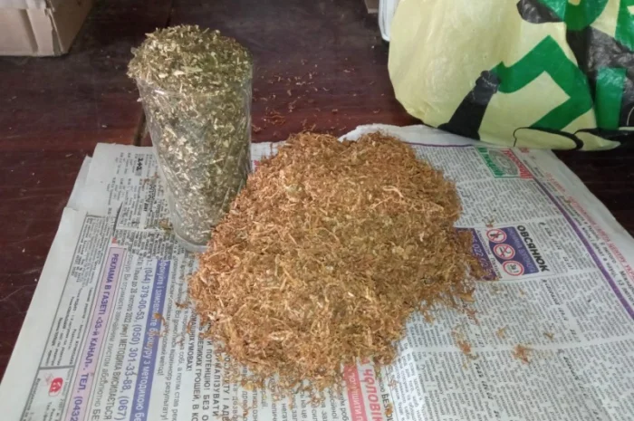 Самосад хароший для трубки  і тютюн берлі для сосіда- фото № 1