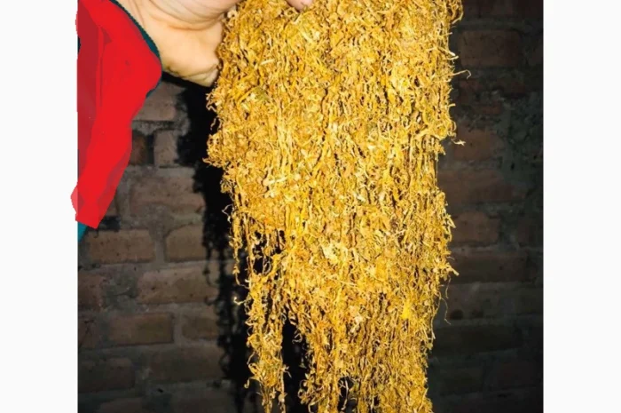 Самосад, і вірджінія мілєніум для всіх благородні табаки  для сигарет 1 кілограм- фото № 3