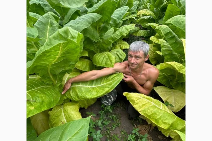 Насіння тютюну для самокруток. Семена табака- фото № 1