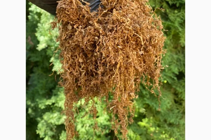 Добрый день!!! Хотим предложить Вам только первосортный табак- фото № 5