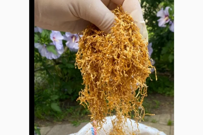 Табак для самокруток !!!Идеальное качество///много сортов Импорт, Запорожье- фото № 7