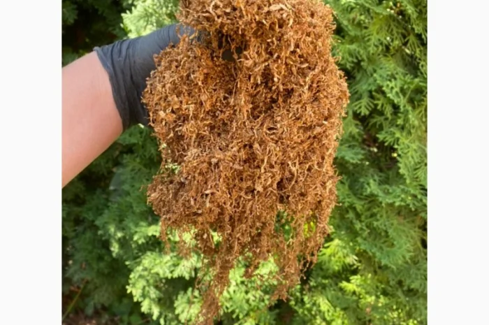 Першосортний ферментований тютюн різних сортів та міцності- фото № 6