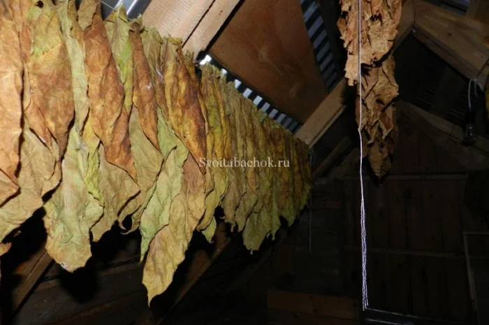 Куплю тютюновий лист (рваний, сухий, некондиція)- фото № 3