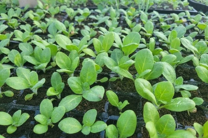 Розсада махорки (зелена) в касетах- фото № 1