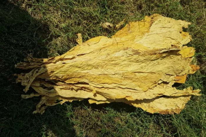 Продам импортный Болгарский табак.Супер качественный- фото № 2