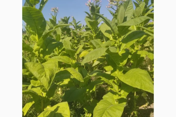 Продам табак Болгарский- фото № 3