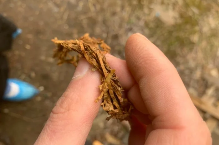 Куплю тютюн для сигарет 1 килограмм- фото № 1