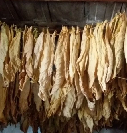 Лист табака  для сигарет 1 кг , молдавський сорт Дойна- фото № 1