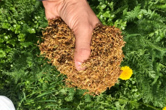 Продам табак Вірджінія, Берлі для самокруток 1 кг- фото № 2