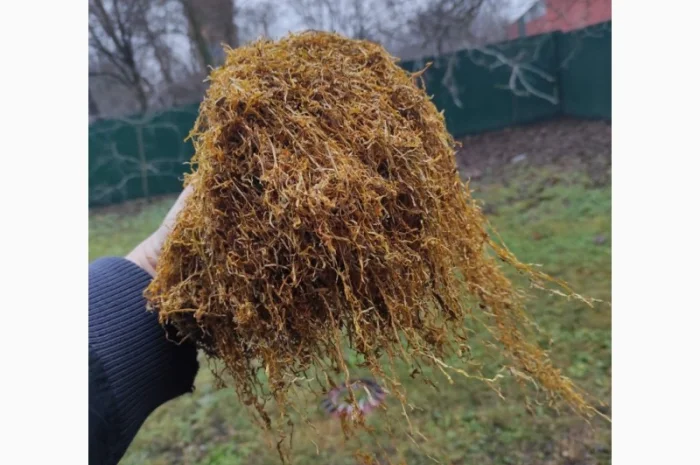 Продам табак  для сигарет 1 кг, в розницу и оптом 310- фото № 5