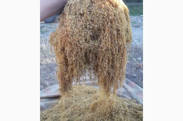 Продам табак Берлей импорт ( Турция ) для самокруток- фото № 2