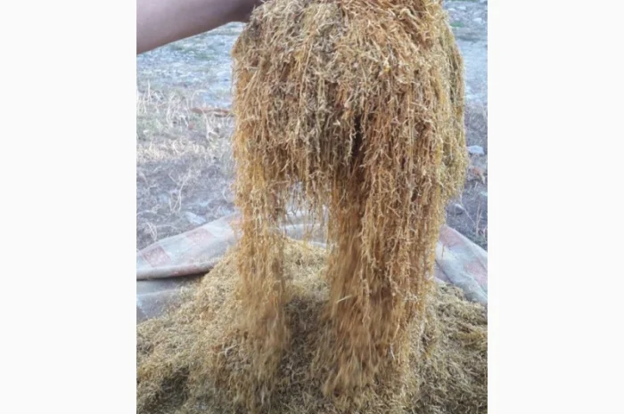 Продам табак Берлей импорт ( Турция ) для самокруток- фото № 3