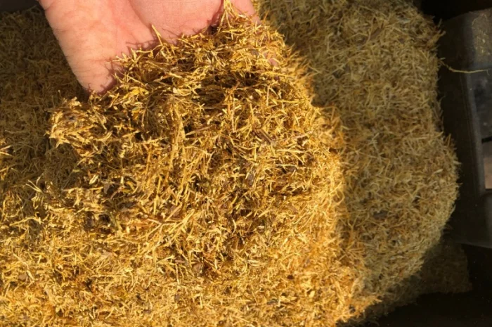 Продам табак Болгарський Вирджиния Голд для сигарет 1 кг- фото № 1