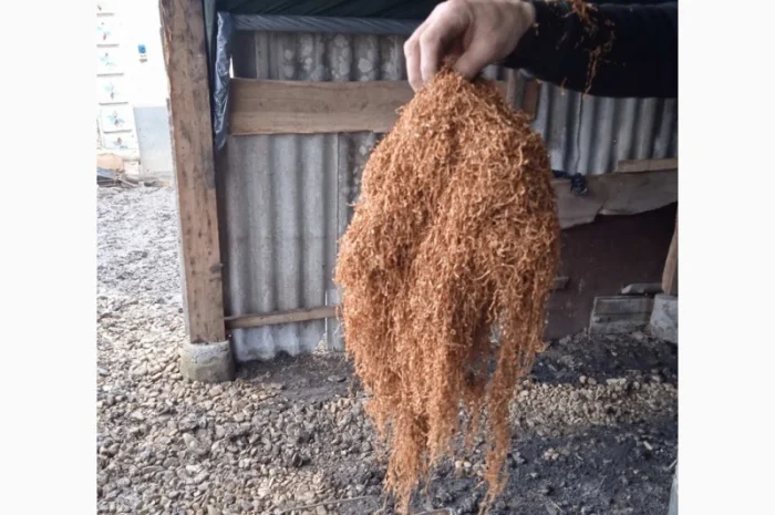 Продам крепкий табак Берли для сигарет 1 килограмм- фото № 6