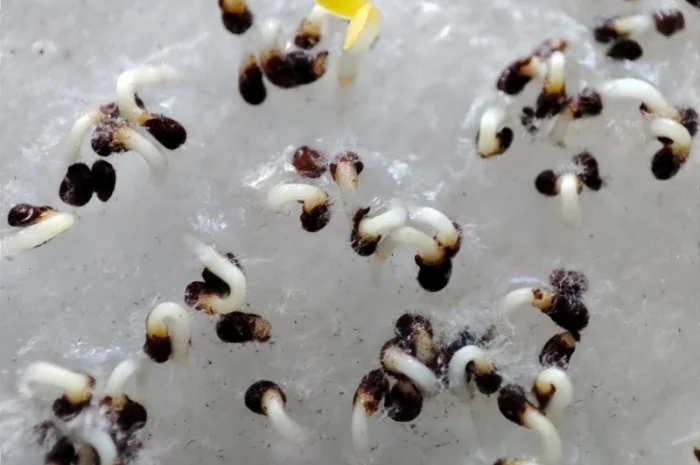 НАСІННЯ махорки / МАХОРКА насіння (50 грам)- фото № 5