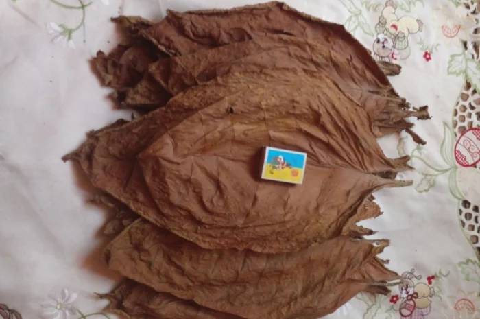 Продам тютюн хлопя і листя- фото № 1