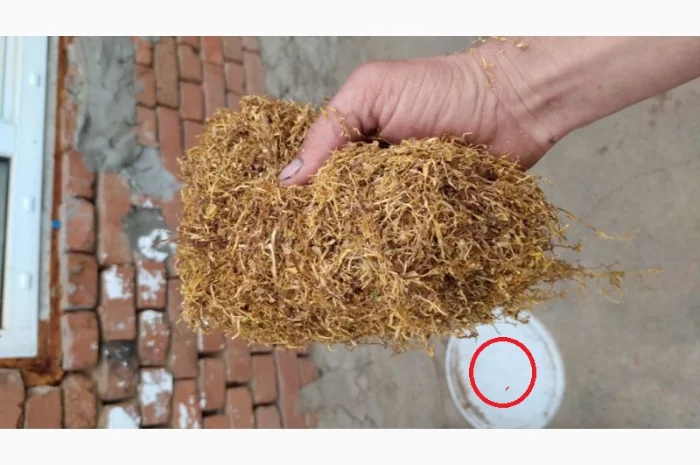 Тютюн для гільз і самокруток – домашній, свіжий, без центральної жилки- фото № 2